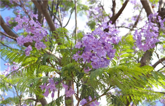 大理的藍(lán)花楹開了，邂逅一場(chǎng)“藍(lán)花雨”，赴一場(chǎng)紫色浪漫！