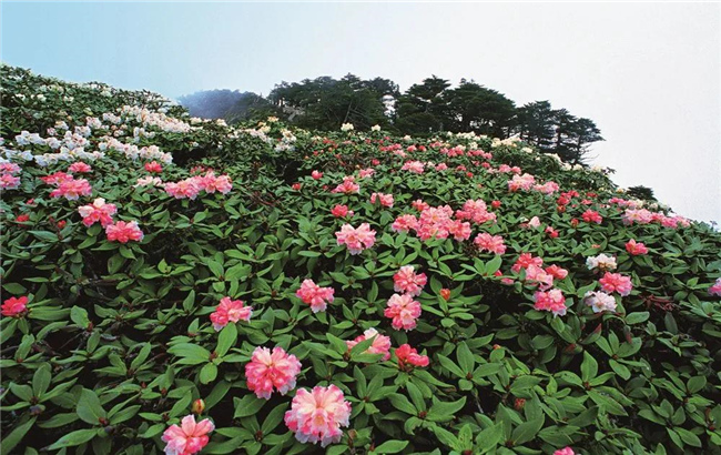 大理旅游 六月，蒼山等你赴一場花的“盛宴”！
