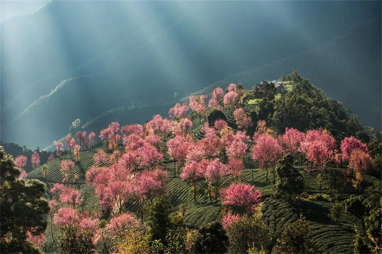 大理櫻花季：南澗無量，秘境花鄉(xiāng)——神仙姐姐居住的地方！快來大理旅游吧！