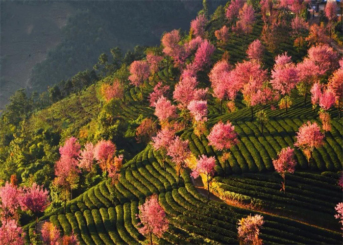 大理旅游：冬日賞櫻，徒步無量山。漫步洱海，打卡s彎小鐮倉。邂逅精靈，洱海紅嘴鷗。