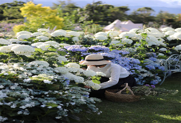蒼山下，邂逅莫奈花園