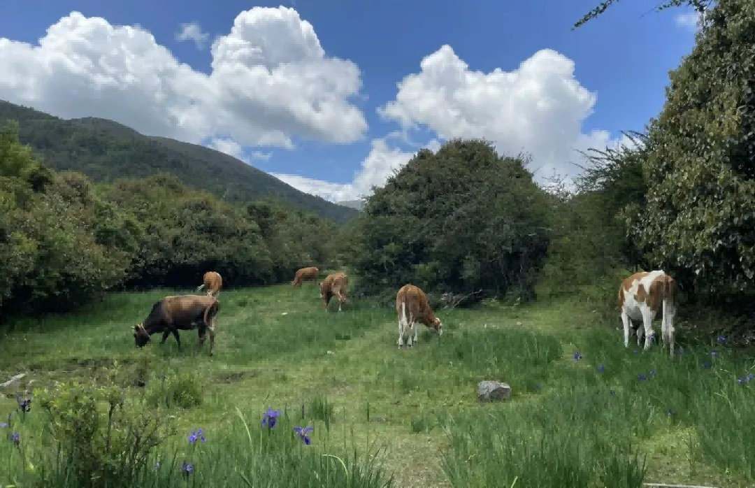 大理景點(diǎn)|跟著大理旅行社小編一起游云南:大理的“阿勒泰”鳥(niǎo)吊山徒步